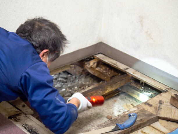 Best Mold Remediation Experts  in USA